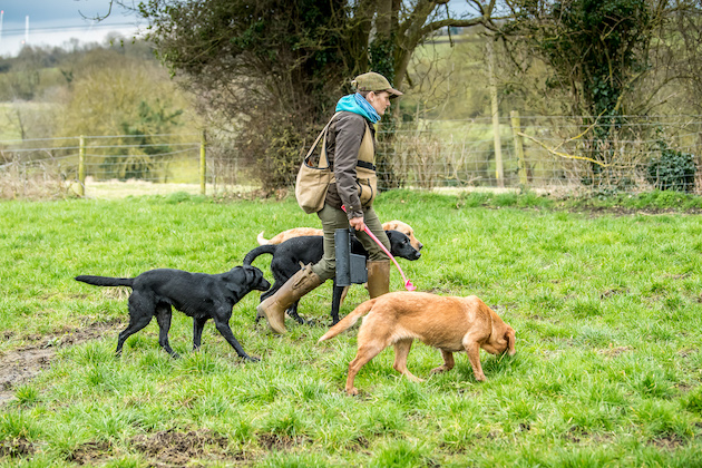 Labradors with handler