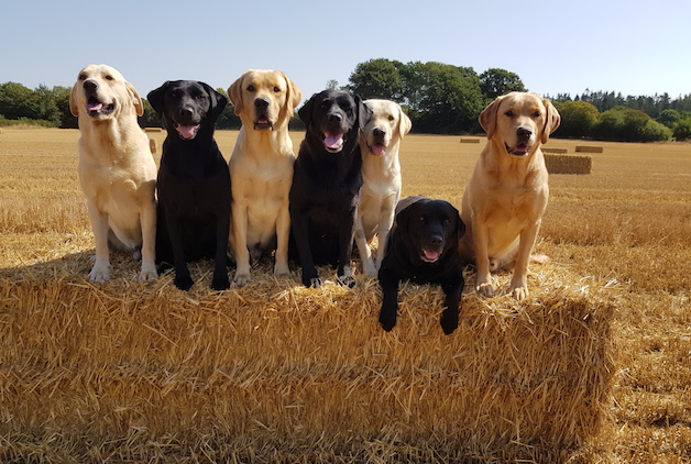 Labradors