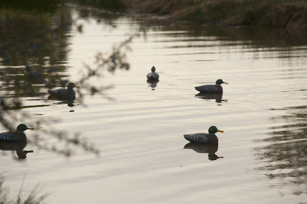 Flightpond at dusk