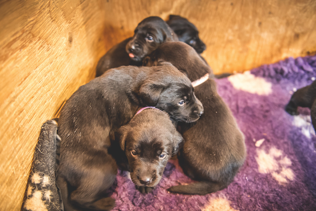 gundog puppies