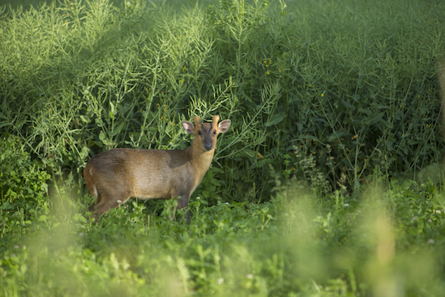 muntjac