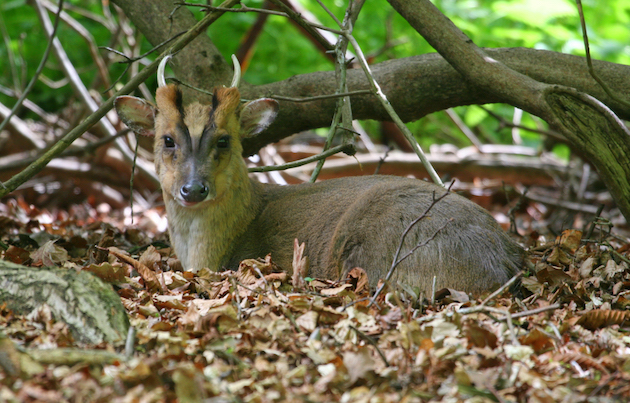 Muntjac hiding