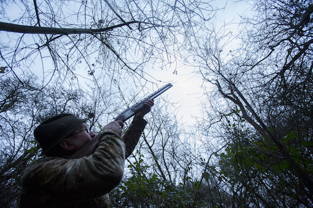 roost shooting pigeons