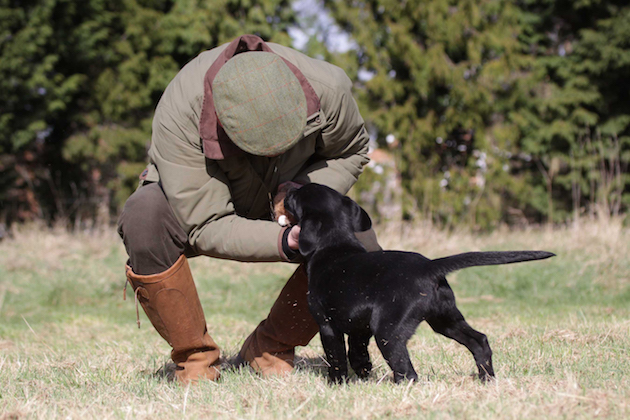 playtraining gundog puppies