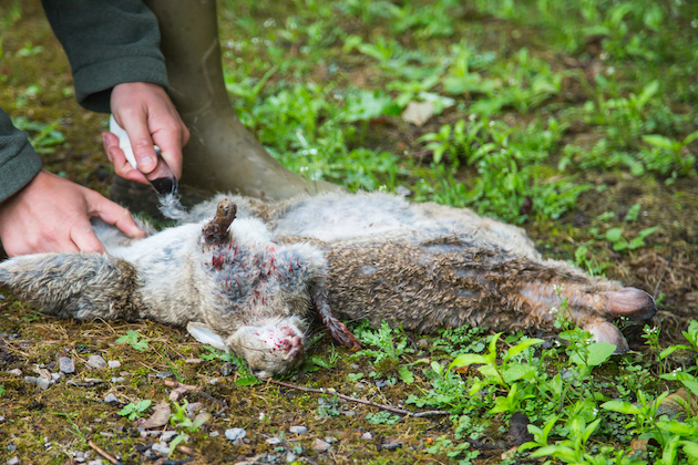 gutting rabbits