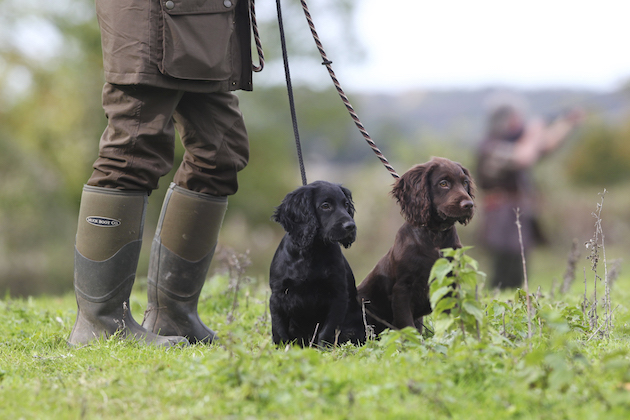 how to introduce a puppy to gunfire