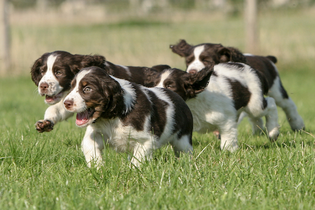 gundog puppies