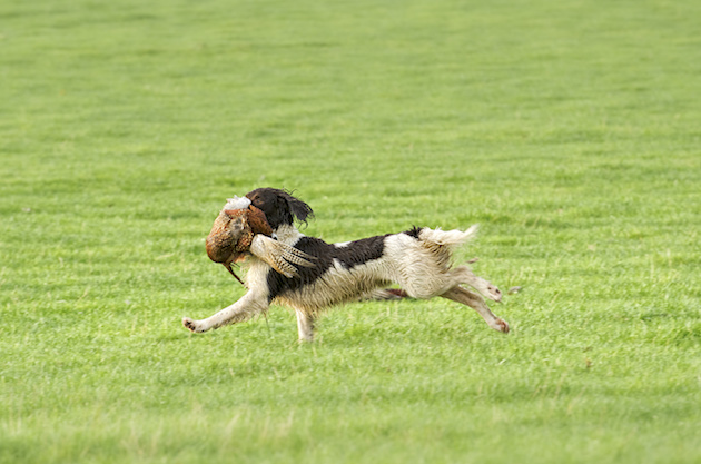 spaniels picking-up skills