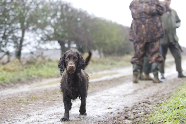 rabbiting with a cocker spaniel