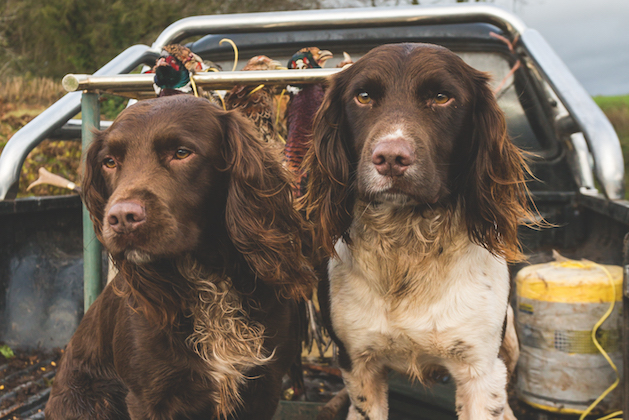 competitive spaniels