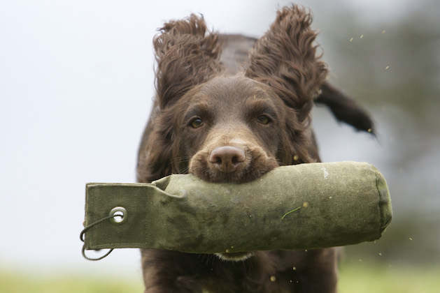 gundog with a dummy