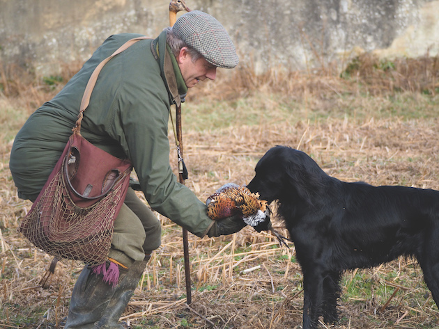 flatcoated retriever