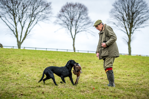 Labrador picking-up training