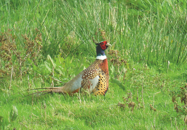 cock pheasant