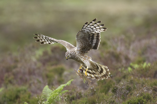 hen harrier female