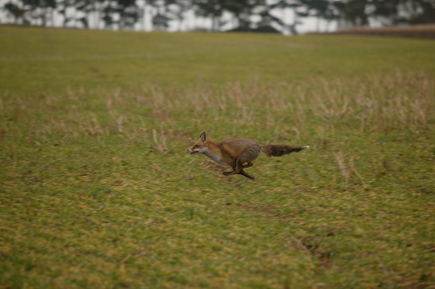 running fox in field