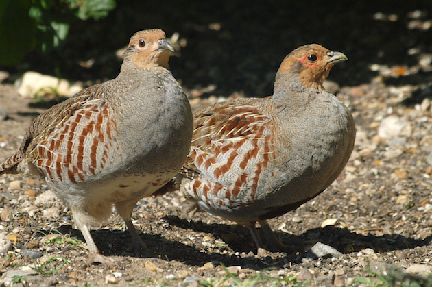 grey partridges