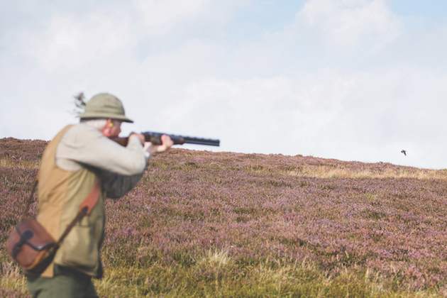 grouse shooting