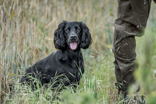 cocker spaniel waiting