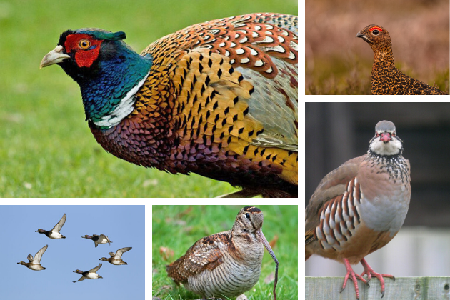 UK shooting season gamebirds