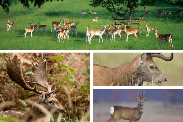 deer species