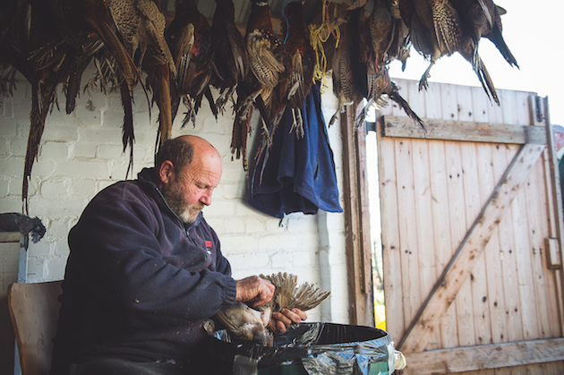 plucking pheasants