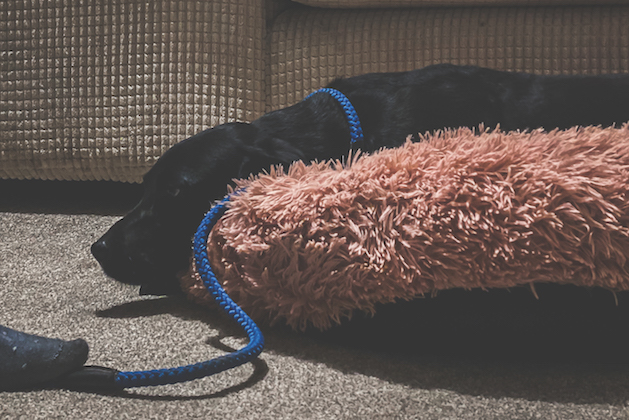 gundog on slip lead