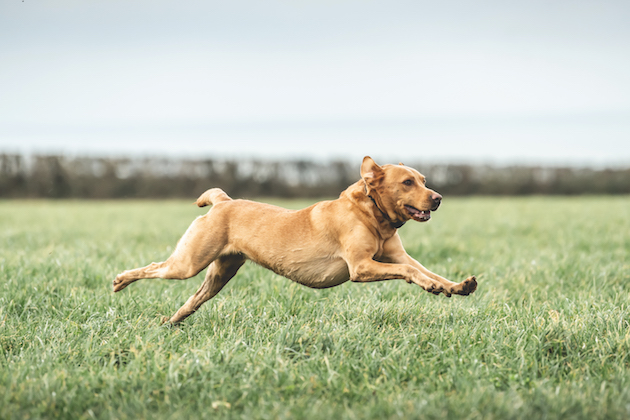 working dog