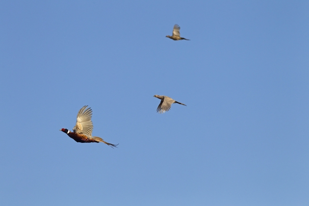 pheasants in flight