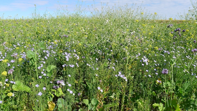 planting wild bird seed