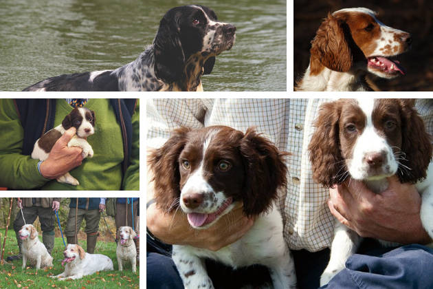 spaniel breeds