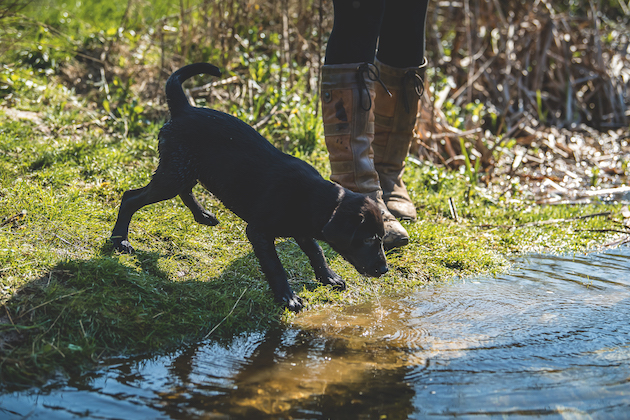 Labrador puppy training