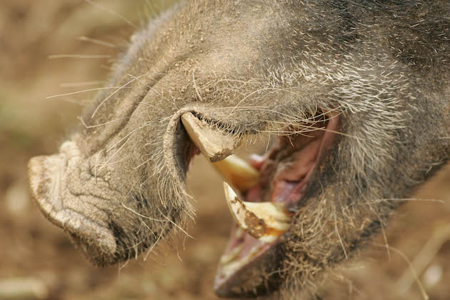 Wild boar tusks