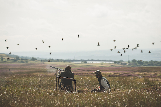 grouse shooting