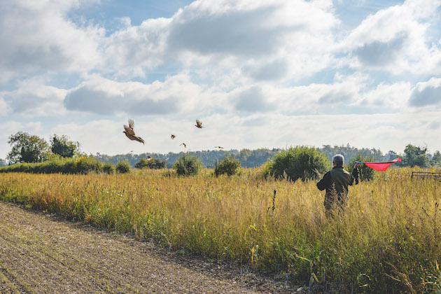 partridge shooting