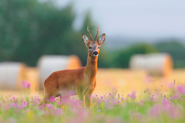 European roe deer