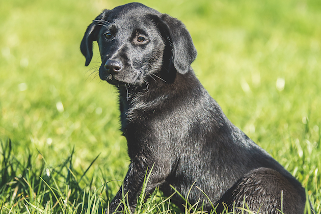 black Labrador puppy