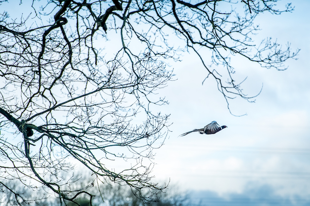 flying pheasant