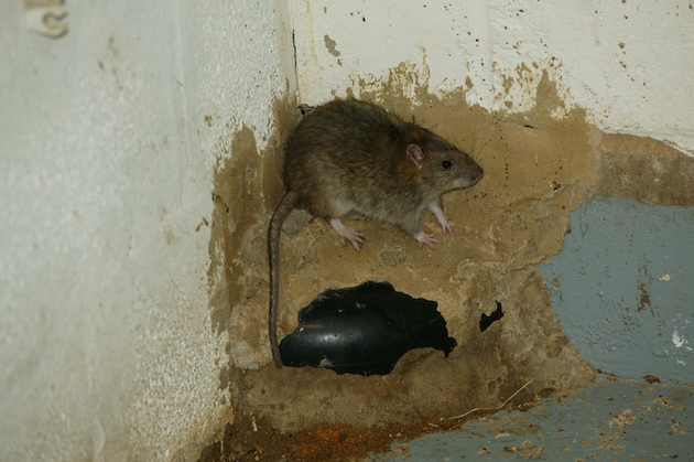 Brown rat in building