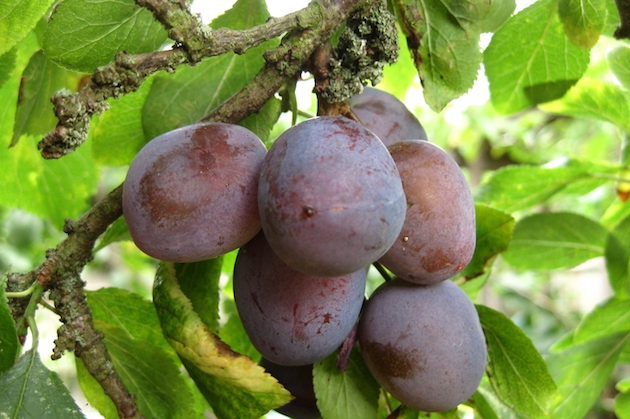 damsons