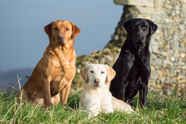 Labradors