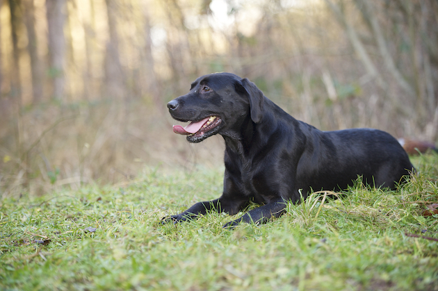 Black Labrador lying down