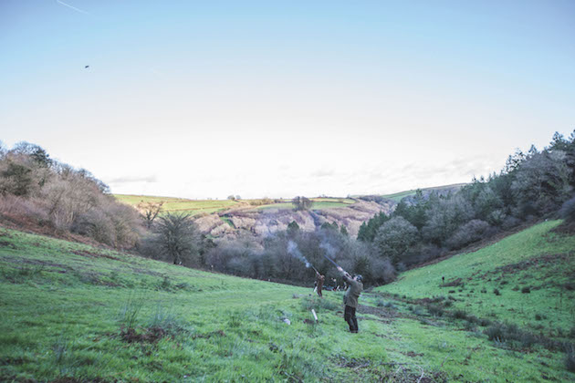 pheasant shooting