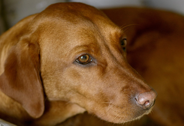 Fox-red Labrador