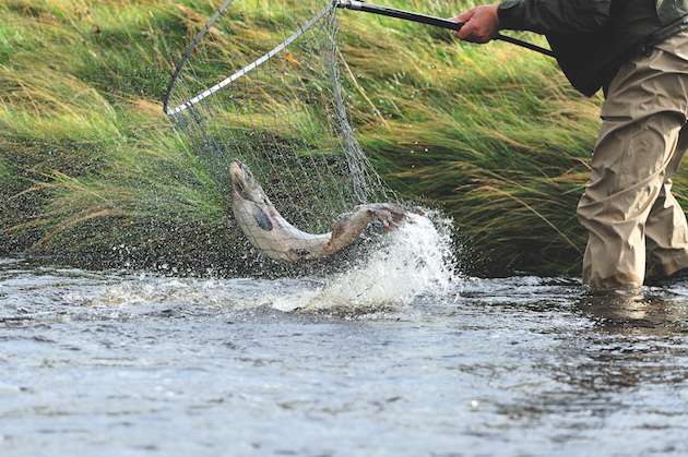 salmon fishing