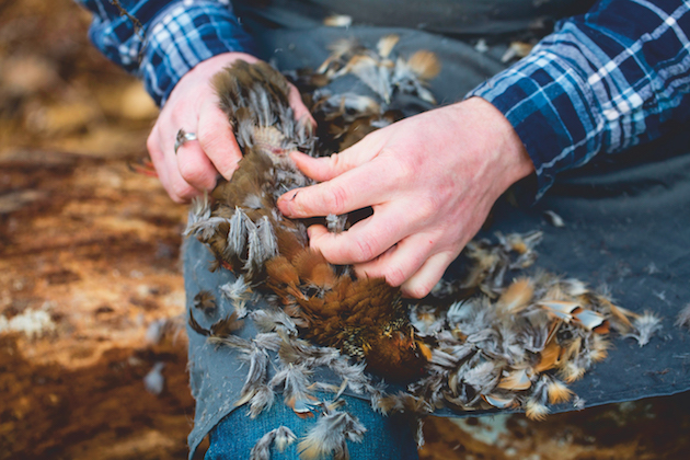 plucking a pheasant