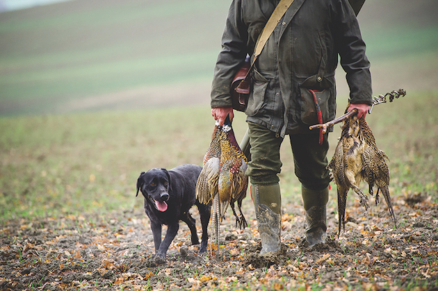 Shot pheasants