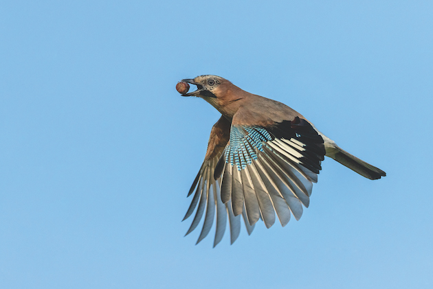 Jay in flight