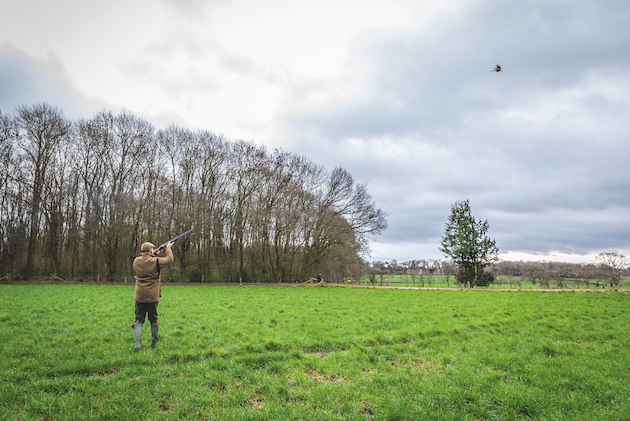 pheasant shooting