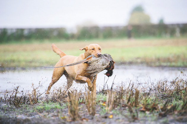 perfect Labrador